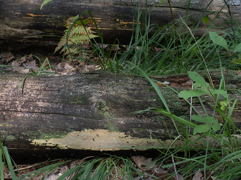 Amylocorticium canadense